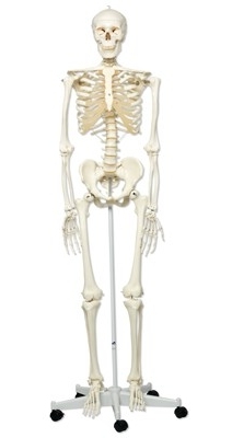 Homo Skelett Modell "Stan" - 