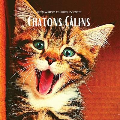 Regards curieux des Chatons Câlins - Hayden Clayderson