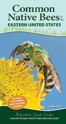 Common Backyard Bees of the Eastern United States - Heather Holm