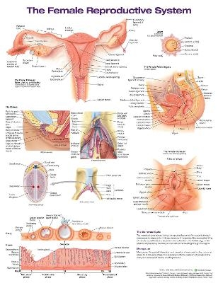 The Female Reproductive System Anatomical Chart -  Anatomical Chart Company