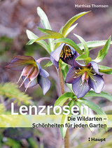 Lenzrosen - Matthias Thomsen