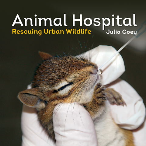 Animal Hospital -  Julia Coey