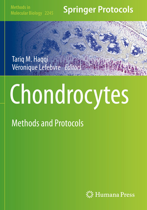 Chondrocytes - 