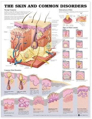 The Skin and Common Disorders Anatomical Chart