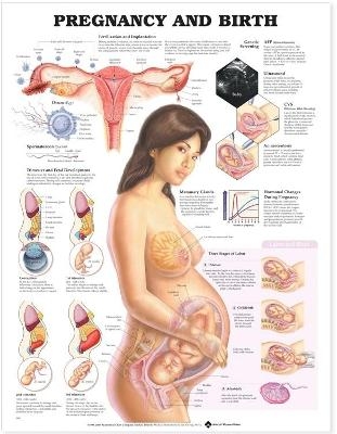 Pregnancy and Birth