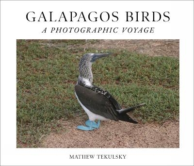 Galapagos Birds - Mathew Tekulsky