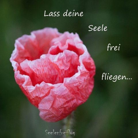 Lass deine Seele frei fliegen - Susann Schlecht