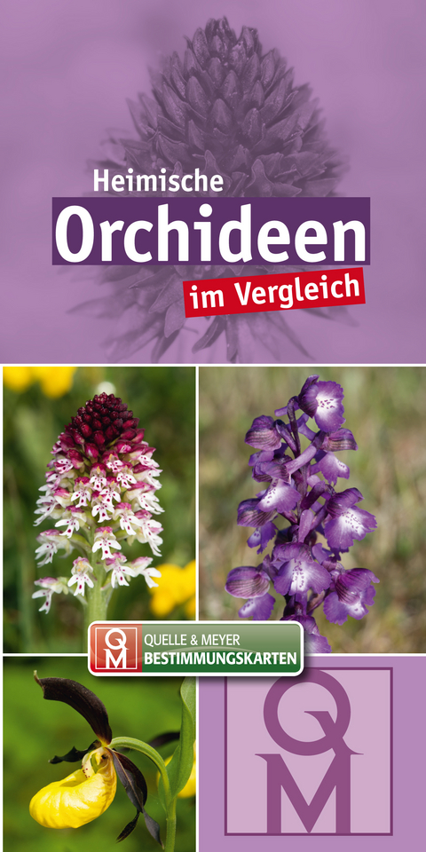 Heimische Orchideen im Vergleich - 