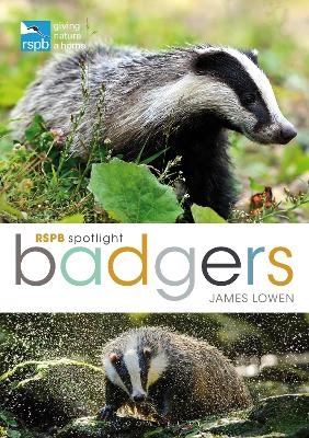 RSPB Spotlight: Badgers - James Lowen