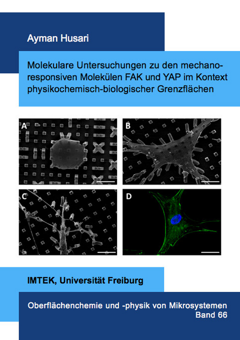 Molekulare Untersuchungen zu den mechanoresponsiven Molekülen FAK und YAP im Kontext physikochemisch-biologischer Grenzflächen - Ayman Husari