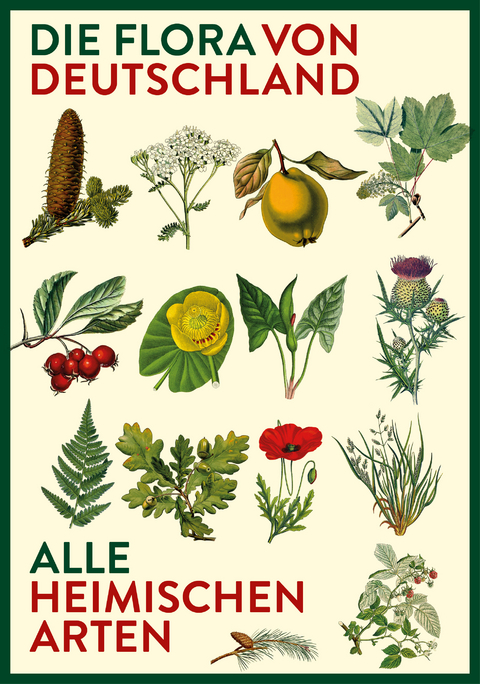Vorzugsausgabe: Die Flora von Deutschland. Alle heimischen Arten - Dr. Oliver Tackenberg