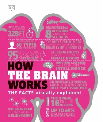 How the Brain Works -  Dk