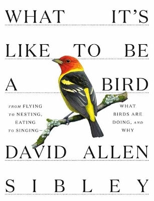 What It's Like to be a Bird - David Allen Sibley