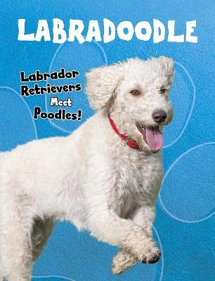 Labradoodle - Sue Bradford Edwards