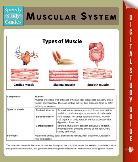 Muscular System (Speedy Study Guides) -  Speedy Publishing