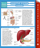 Digestive System (Humans) (Speedy Study Guides) -  Speedy Publishing