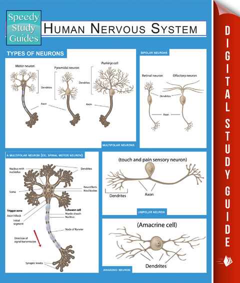 Human Nervous System (Speedy Study Guides) - Speedy Publishing