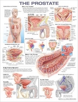 The Prostate Anatomical Chart - 