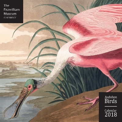 Fitzwilliam Museum - Audubon Birds Wall Calendar 2018 (Art Calendar) - 