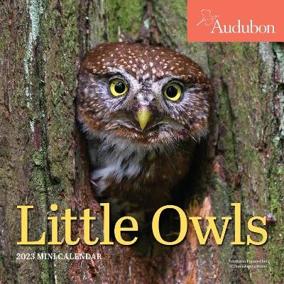 Audubon Little Owls Mini Wall Calendar 2023 -  Workman Calendars,  National Audubon Society