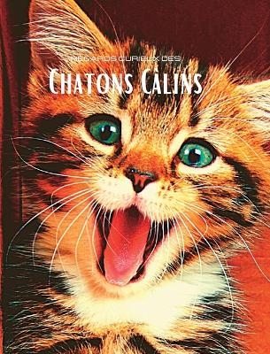 Regards curieux des Chatons C�lins - Hayden Clayderson