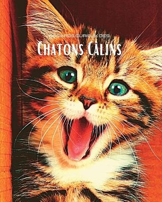 Regards curieux des Chatons C�lins - Hayden Clayderson