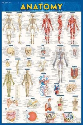 Anatomy Poster - Paper (24 x 36) - Vincent Perez