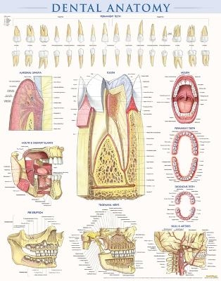 Dental Anatomy - Vincent Perez