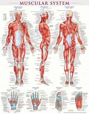 Muscular System-Laminated - Vincent Perez