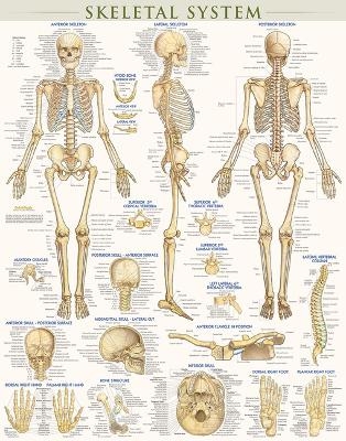 Skeletal System-Laminated - Vincent Perez