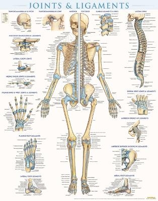Joints & Ligaments - Laminated - Vincent Perez