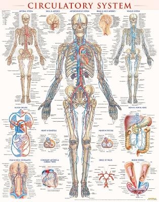Circulatory System - Vincent Perez