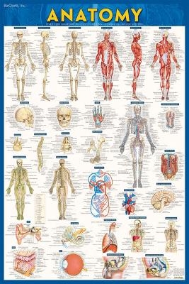 Anatomy - Laminated Poster (24 x 36) - Vincent Perez