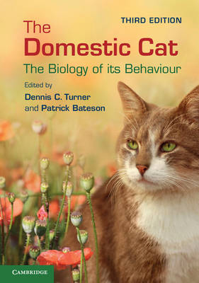 Domestic Cat - 