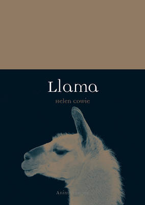 Llama -  Cowie Helen Cowie