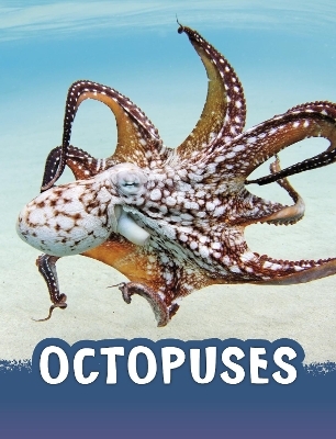 Octopuses - Jaclyn Jaycox