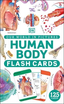 Our World in Pictures Human Body Flash Cards -  Dk