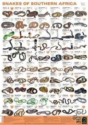 Snakes of Southern Africa - Struik Nature Struik Nature