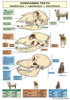 Chart: Comparing teeth