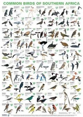 Common birds of Southern Africa - Struik Nature Struik Nature