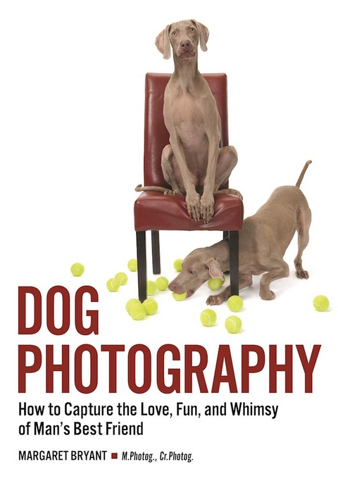 Dog Photography - 