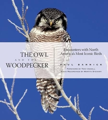 The Owl and the Woodpecker - Paul Bannick