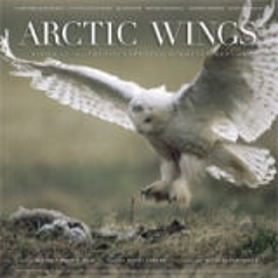 Arctic Wings - 