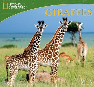 Giraffes - 