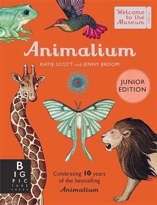 Animalium (Junior Edition) - Jenny Broom