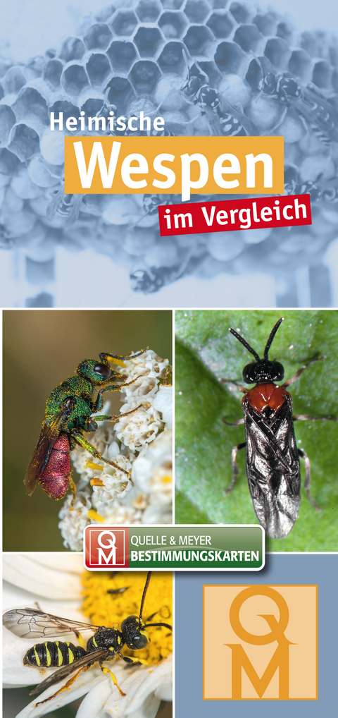 Heimische Wespen im Vergleich - 