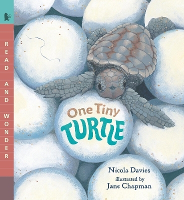 One Tiny Turtle - Nicola Davies