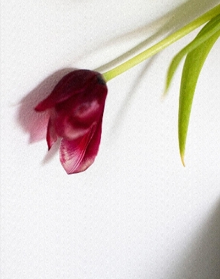 Tulip - 