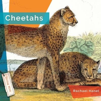 Cheetahs - Rachael Hanel