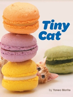Tiny Cat - 